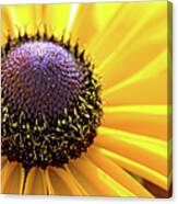 Close Up Of Yellow Flower Canvas Print