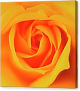 Close Up Of Yellow Rose Canvas Print