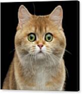 Close-up Portrait Of Golden British Cat With Green Eyes Canvas Print