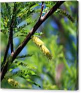 Closeup Of Avocado Green Mesquite Tree Catkins Canvas Print