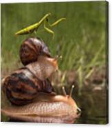 Closeup Praying Mantis Riding On Snails Canvas Print