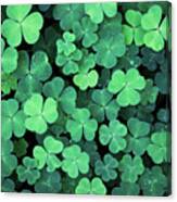 Clover Field Background Canvas Print