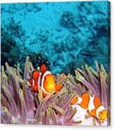 Clown Fishes Canvas Print