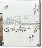 Coastal Habitat With Shorebirds Canvas Print