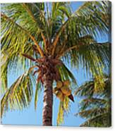 Coconut Tree Canvas Print