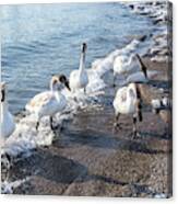 Cold Swan Splash - Wild Trumpeters Family Walk On A Snowy Beach Canvas Print