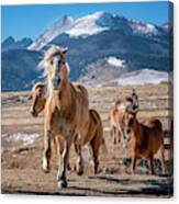 Colorado Horses 3 Canvas Print