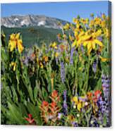 Colorado Rainbow Of Wildflowers Landscape Canvas Print