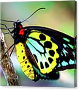 Colorful Birdwing Butterfly Canvas Print
