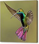 Colorful Humming Bird Canvas Print