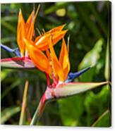 Colorful Of  Bird Of Paradise Flower Canvas Print