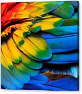 Colorful Of Scarlet Macaw Birds Canvas Print