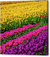 Colorful Rows Of Spring Tulips Canvas Print