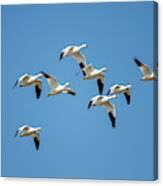 Coming Into Land Canvas Print