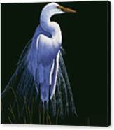 Common Egret In Breeding Plumage Canvas Print