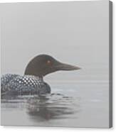 Common Loon In Early Morning Fog Canvas Print