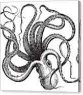 Common Octopus Octopus Vulgaris Canvas Print