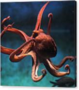 Common Octopus Octopus Vulgaris Canvas Print