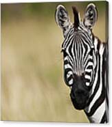 Common Or Plains Zebra Portrait Canvas Print