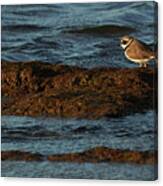 Common Ringed Plover Charadrius Hiaticula La Caleta Beach Cadiz Canvas Print