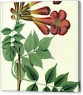Common Trumpet Flower Canvas Print