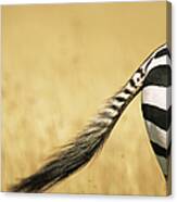 Common Zebra Behind And Tail Canvas Print