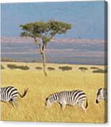 Common Zebras And Desert Date Canvas Print