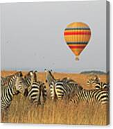 Common Zebras And Hot Air Balloon Safari Canvas Print