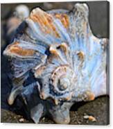Large Welk Shell Canvas Print