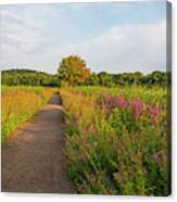 Concord Great Meadows Lupine Pathway Canvas Print