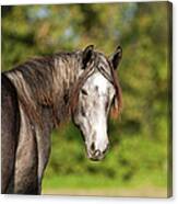 Connemara Pony Canvas Print