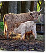 Contentment - Scottish Highland Cow Nursing Her Calf Canvas Print