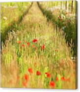 Converging Tracks In A Flower Meadow Canvas Print