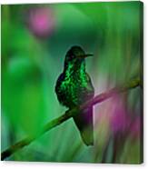 Copper-rumped Hummingbird Amazilia Canvas Print