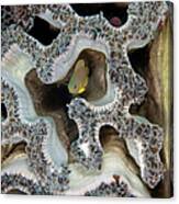 Coral Maze Canvas Print