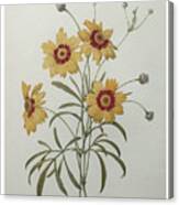Coreopsis Or Tickseed Canvas Print