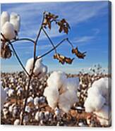 Cotton In Field Ready For Harvest Canvas Print