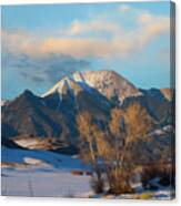 Cottonwoods In Winter, Mount Herard, Great Sand Dunes National Park, Colorado Canvas Print