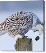 Cough It Up Buddy - Snowy Owl Canvas Print