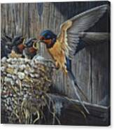 Country Living  - Barn Swallows Canvas Print