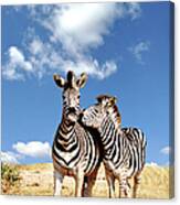 Couple Of Zebra Canvas Print