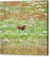 Cow In Wild Flower Meadow Canvas Print