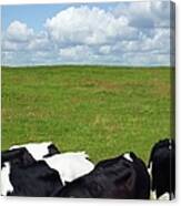 Cows In A Pasture Canvas Print