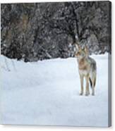 Coyote In Snow Ynp Canvas Print