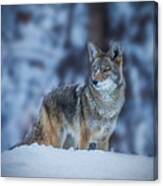 Coyote In Winter Canvas Print