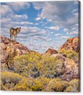 Coyote On The Rocks Canvas Print