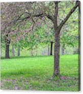 Crabapple Tree In Spring Canvas Print