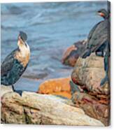 Crazy Cormorants Of South Africa Canvas Print