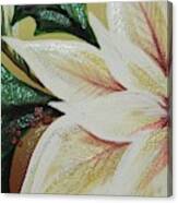 Cream Poinsettia Canvas Print