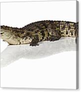 Crocodile Crocodylus Canvas Print